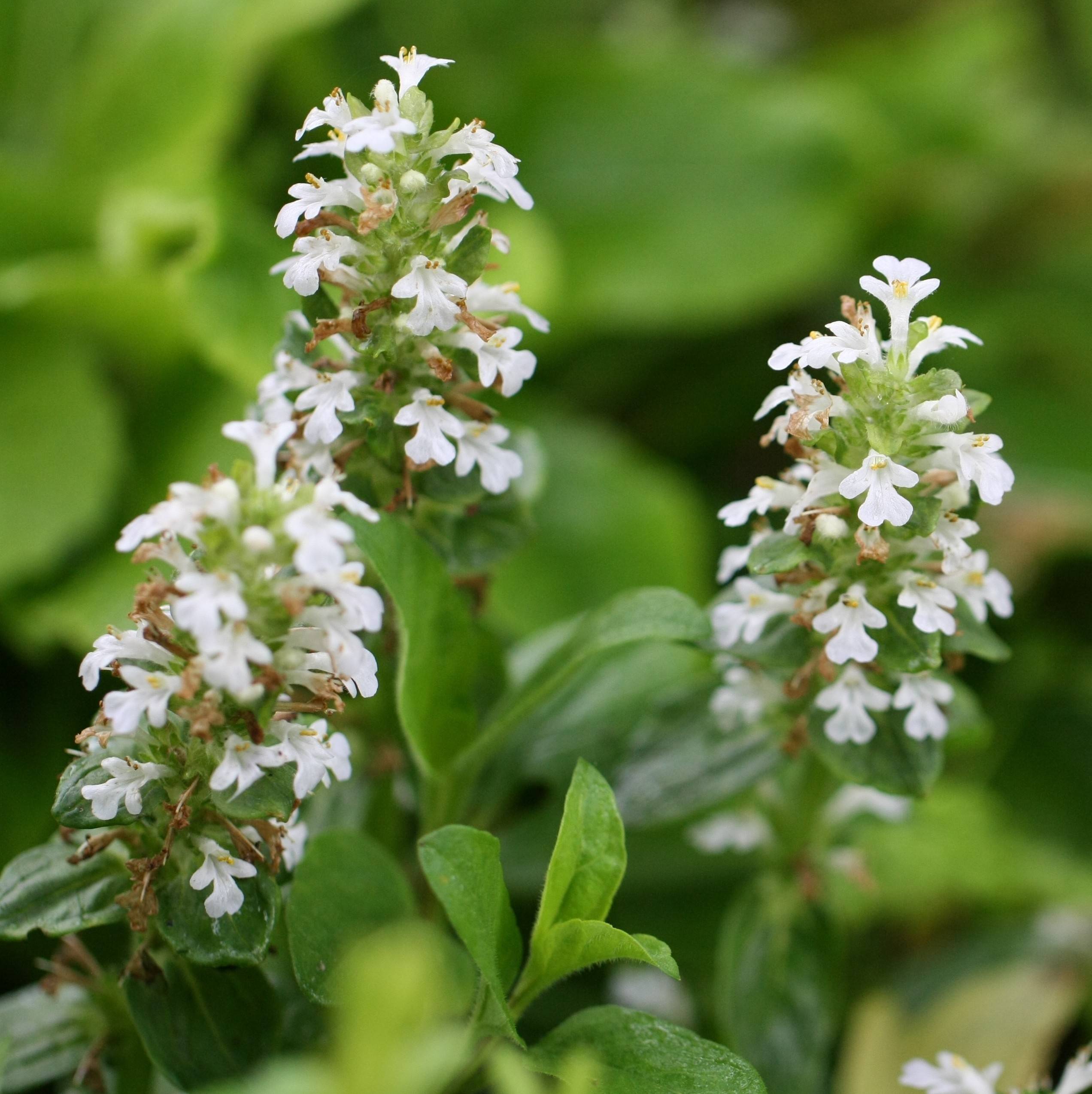 Promesse de Fleurs - Bugle rampante - Ajuga reptans Sanne Godet de 8/9 cm