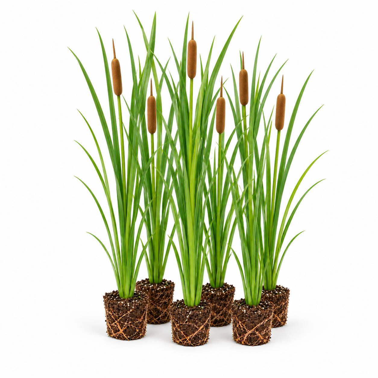 Massette à feuilles étroites - Typha gracilis - 12 plantes - Image 1