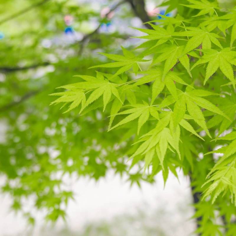 Érable du Japon Summer Gold, Acer palmatum - Pot de 4L - 40/60 cm - Image 1