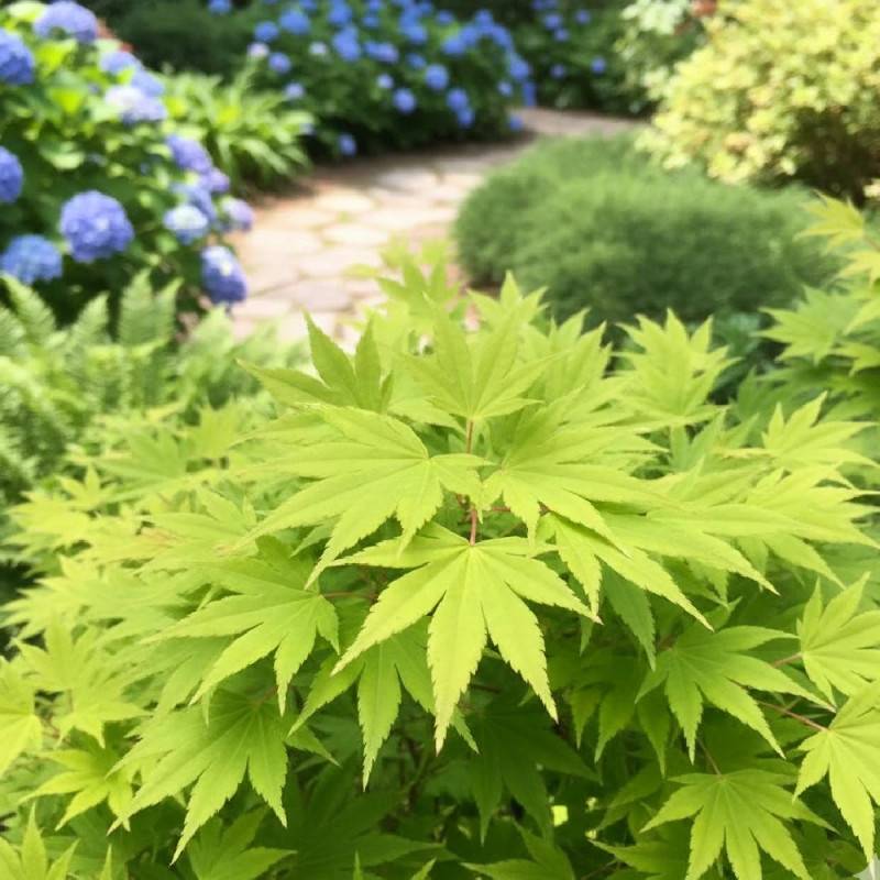 Érable du Japon Summer Gold, Acer palmatum - Pot de 4L - 40/60 cm - Image 3