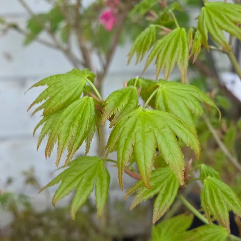 Érable du Japon Summer Gold, Acer palmatum - Pot de 4L - 40/60 cm - Image 9