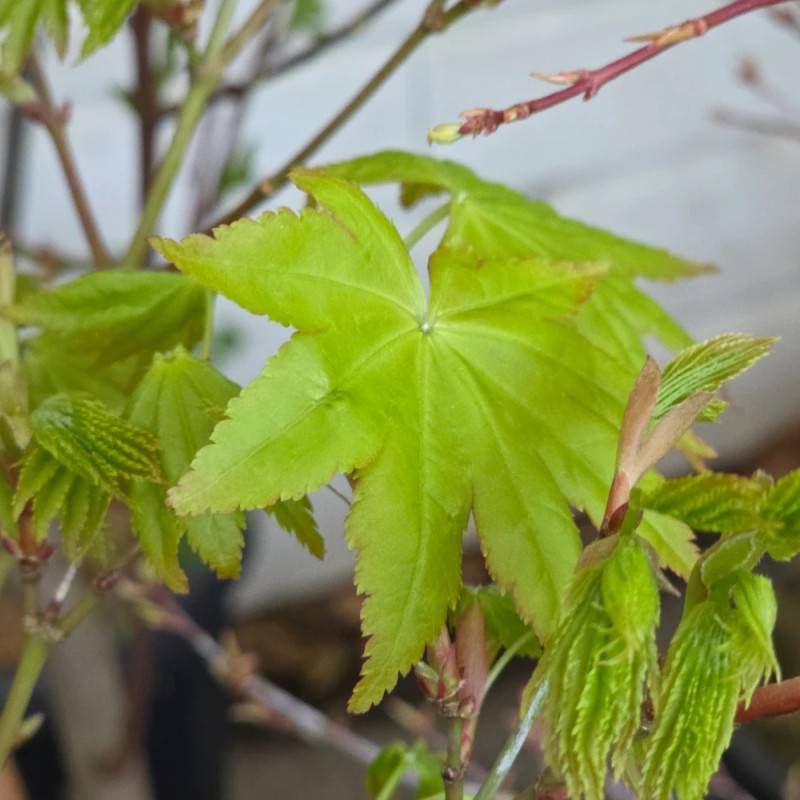 Érable du Japon Summer Gold, Acer palmatum - Pot de 4L - 40/60 cm - Image 7