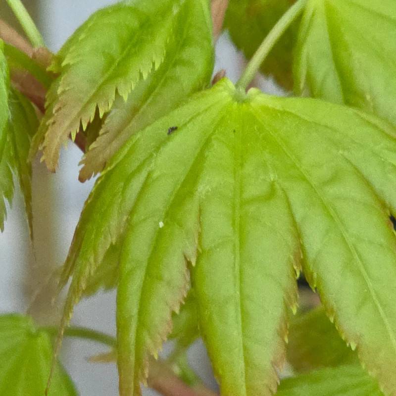 Érable du Japon Summer Gold, Acer palmatum - Pot de 4L - 40/60 cm - Image 8