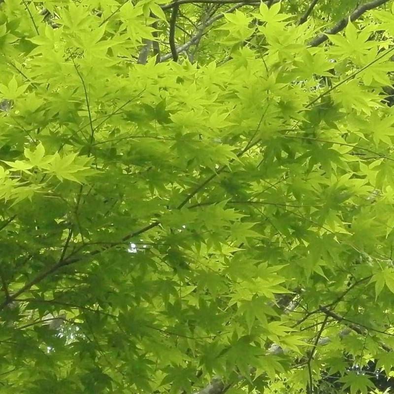 Érable du Japon Summer Gold, Acer palmatum - Pot de 4L - 40/60 cm - Image 6