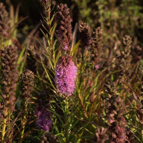 Plume du Kansas ou Liatris spicata Kobold Godet de 8/9 cm
