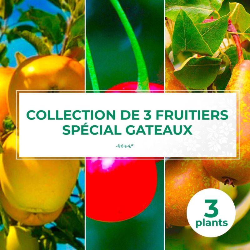 Collection 3 Fruitiers Spécial Gâteaux - Scion de 150cm - Pépinières Naudet - Image 1