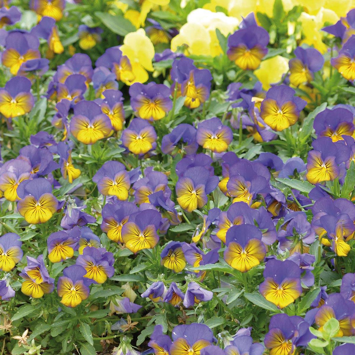 Promesse de Fleurs - Violette cornue Sorbet Xp Morpho - Viola cornuta Mini-motte Ø 1,5/2,5 cm, Plant vert de 3 à 5 cm de haut environ (par 5)