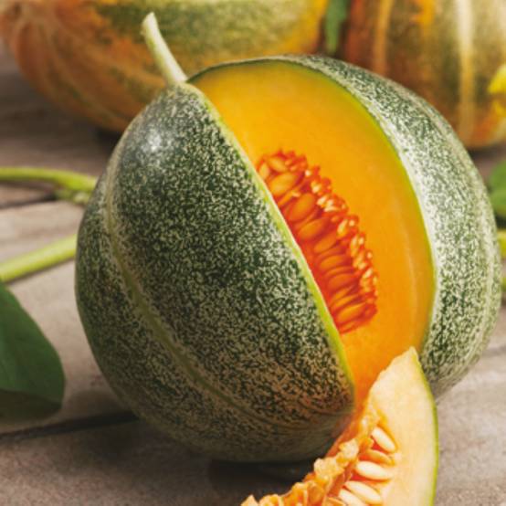 Plant de melon petit gris de rennes type charentais pot 0,5 litre - Image 1