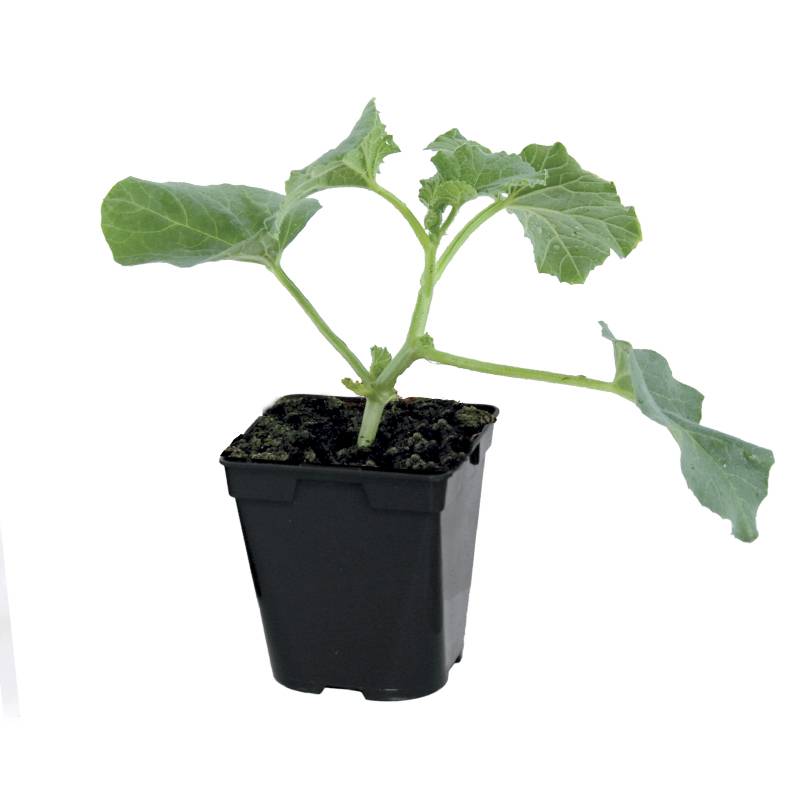 Plant de melon petit gris de rennes type charentais  pot 0,5 litre - Image 2