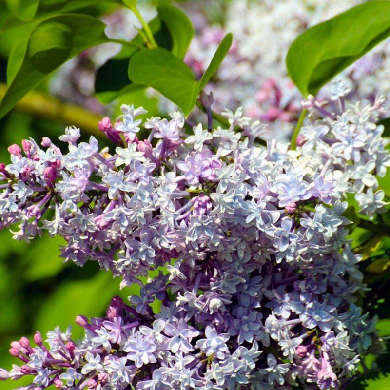 Lilas Commun (Syringa Vulgaris) - Godet - Taille 13/25cm - Pépinières Naudet - Image 1