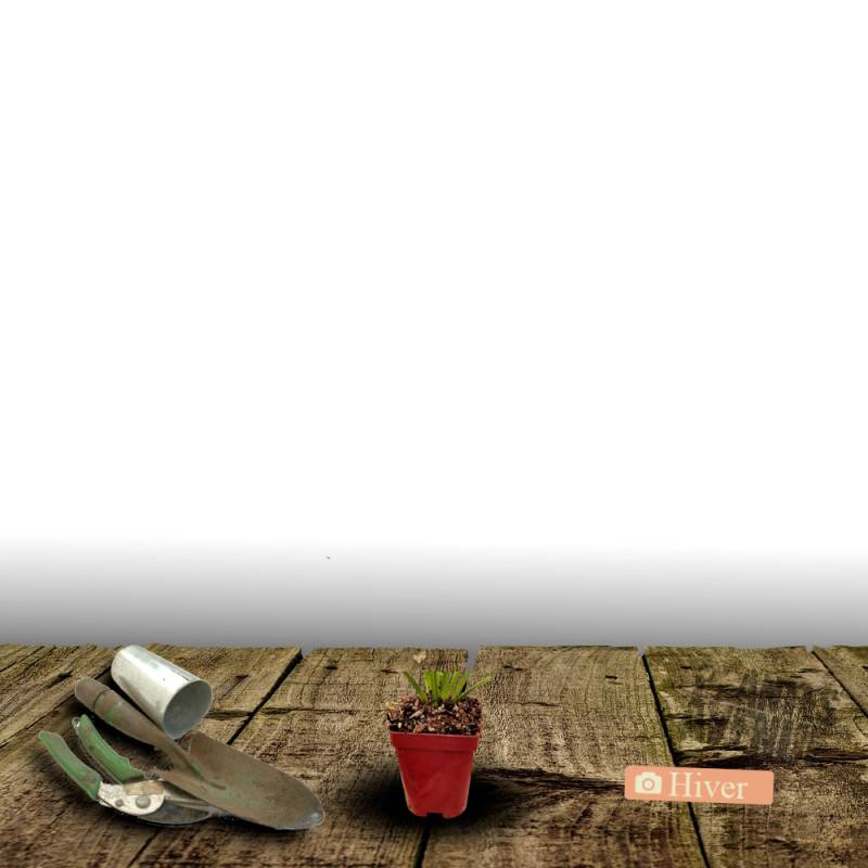 Hosta Bressingham Blue à fleurs Bleue/Violette - feuillage Caduc - Godet - 5/20 cm - Image 4