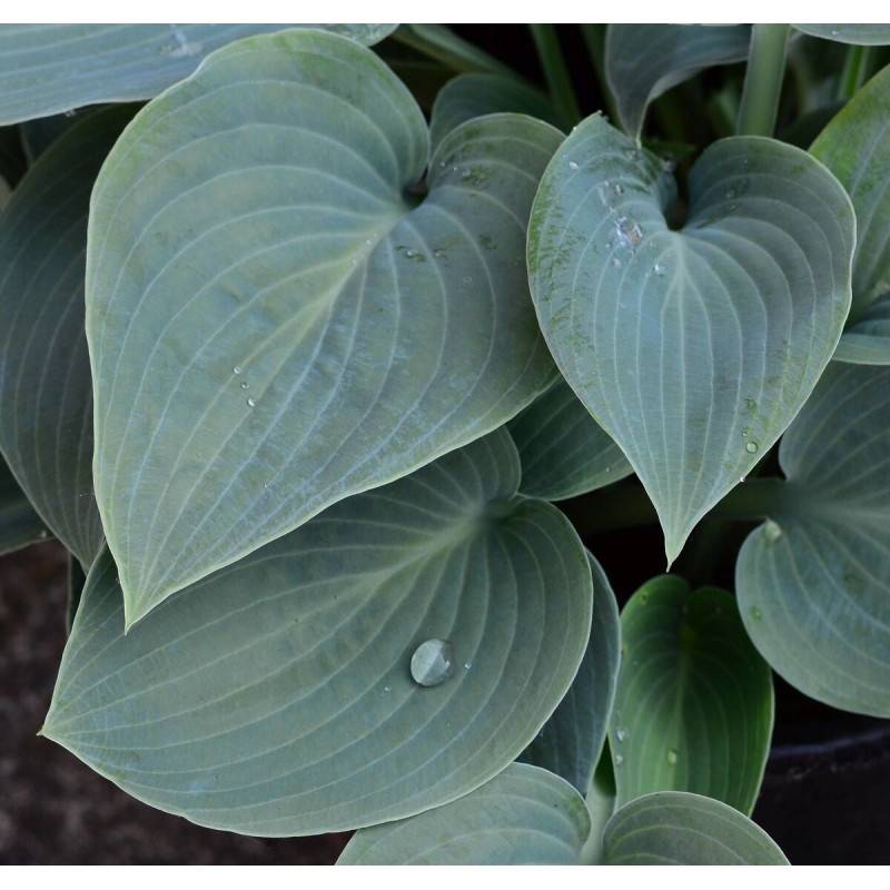Hosta Bressingham Blue à fleurs Bleue/Violette - feuillage Caduc - Godet - 5/20 cm - Image 1