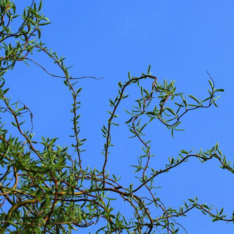 Saule de Babylone tortueux (Salix babylonica f. tortuosa) - Godet 9cm - Pépinières Naudet