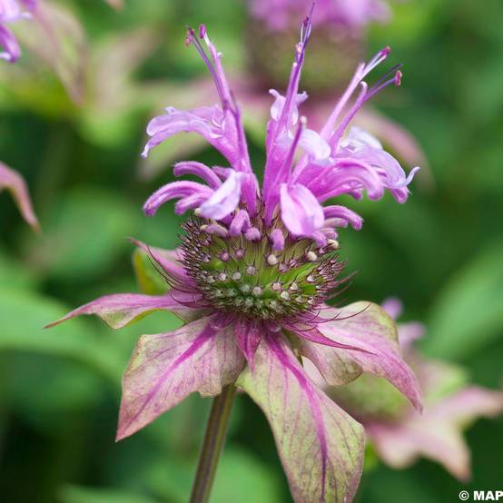 Monarde fistulosa menthifolia - Bergamote sauvage Godet de 8/9 cm
