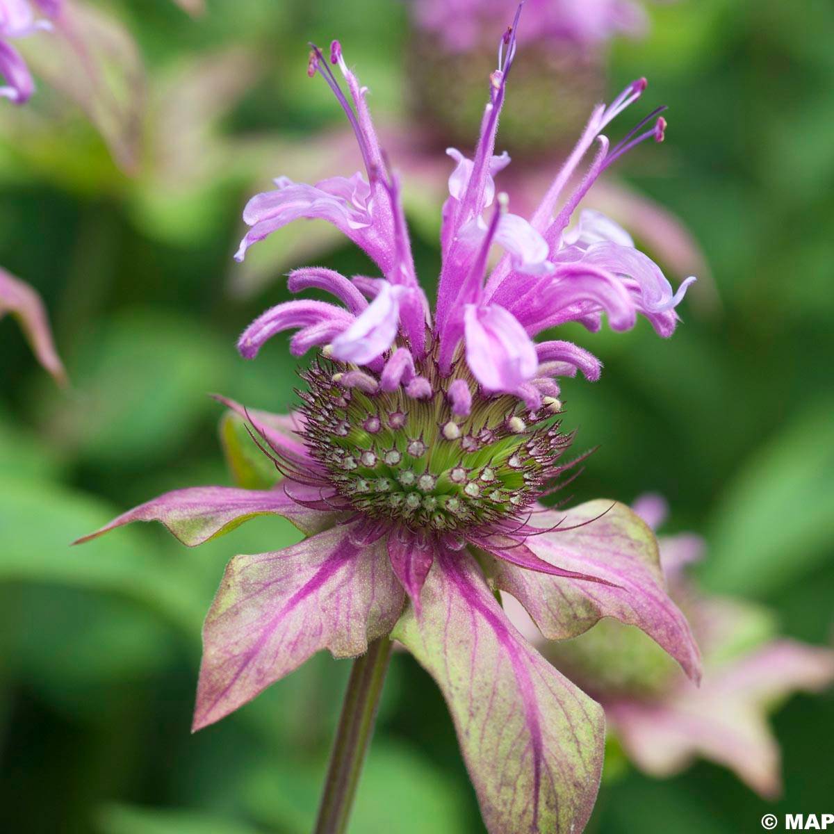 Monarde fistulosa menthifolia - Bergamote sauvage Godet de 8/9 cm