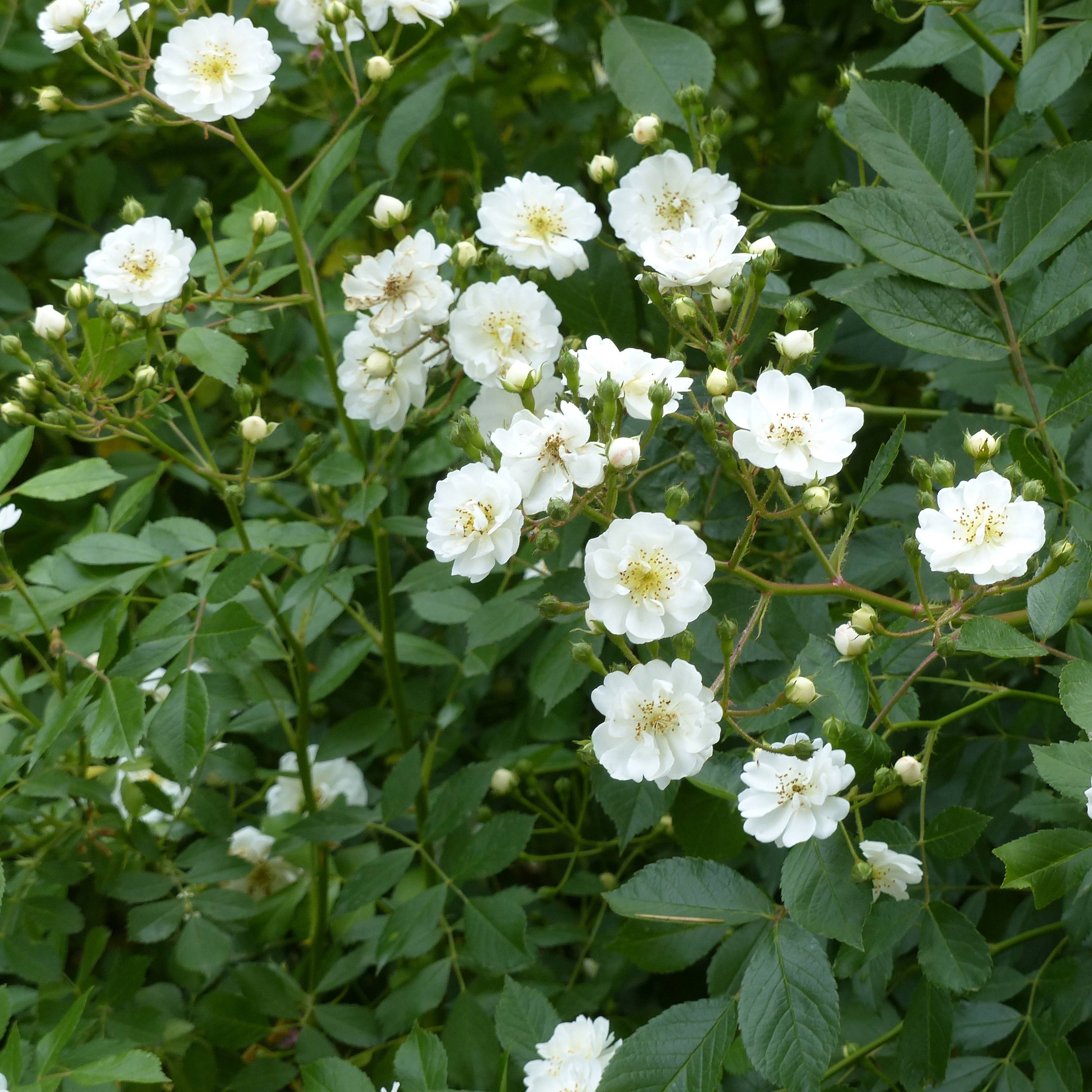 Rosier tige Guirlande d'Amour Pot de 7,5L/10L, Tige, Tige de 90/120