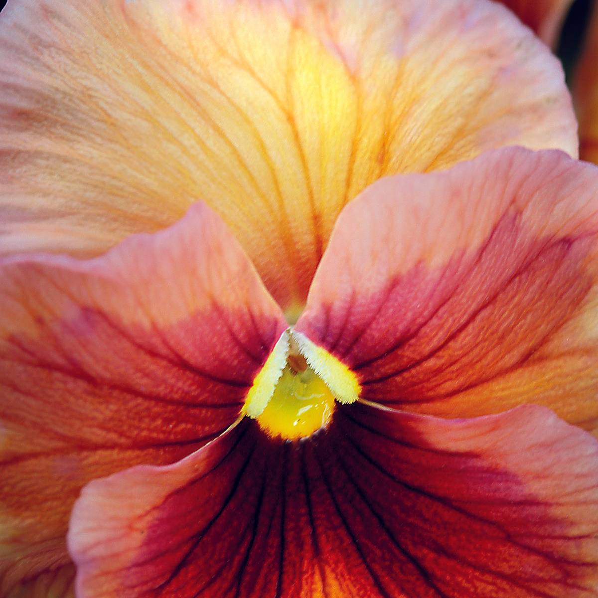 Graines de Pensée Inspire Peach Shades - Viola x wittrockiana le sachet de 25 graines environ