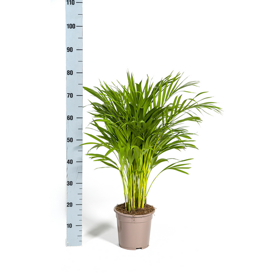 Dypsis Areca Lutescens Ø19 Cm - D19 H80cm - Image 3