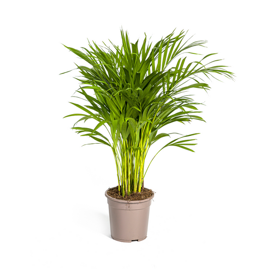 Dypsis Areca Lutescens Ø19 Cm - D19 H80cm - Image 4