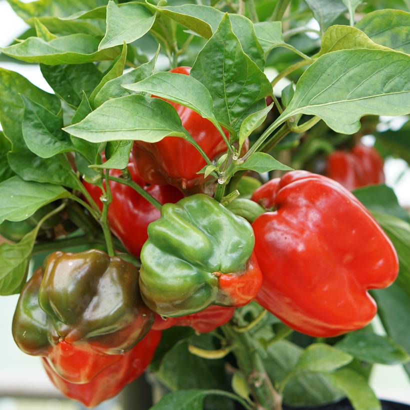 Piment doux d'Espagne Yolo Wonder - Poivron le sachet de 135 graines environ (1g)