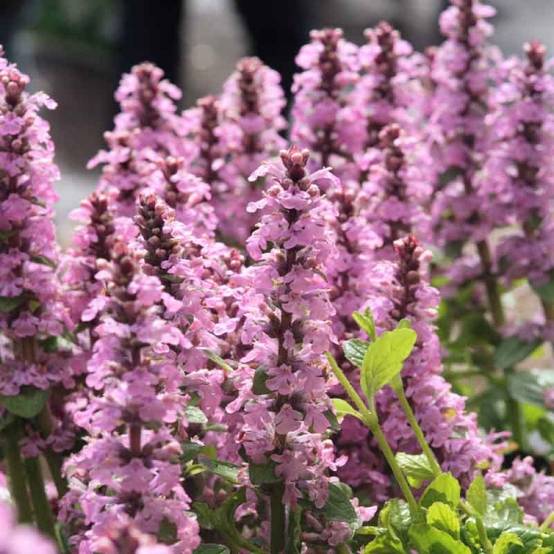 Promesse de Fleurs - Bugle rampante - Ajuga reptans Purple Torch Godet de 7/8 cm