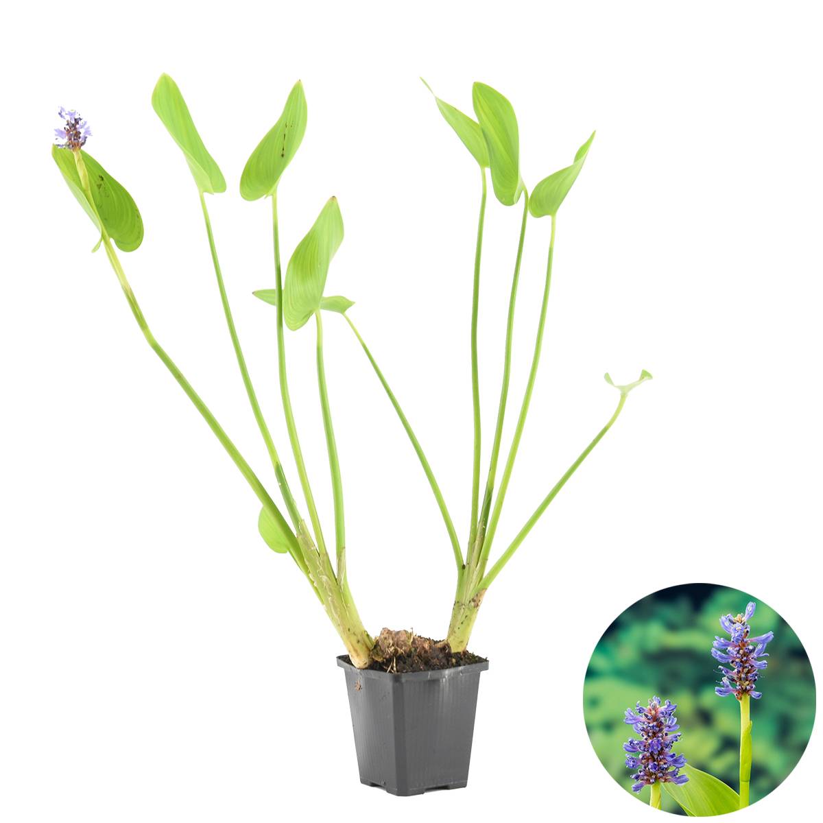 Pontédérie Cordata - Jacinthe d’eau - Pontédérie - Plantes de bassin - H. 10-20 cm - P. 9 cm - Image 1
