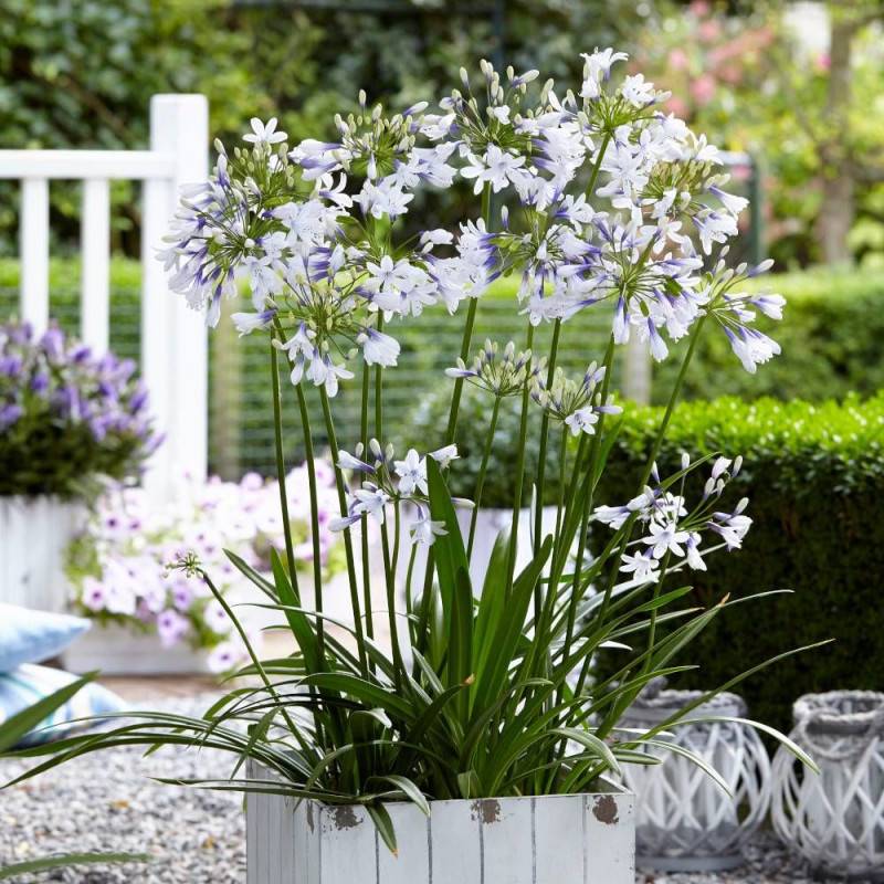 Agapanthe Twister® 'AMBIC001' à fleurs Blanche/Bleue - feuillage Semi-Persistant - Pot de 7,5L - 40/60 cm - Image 1