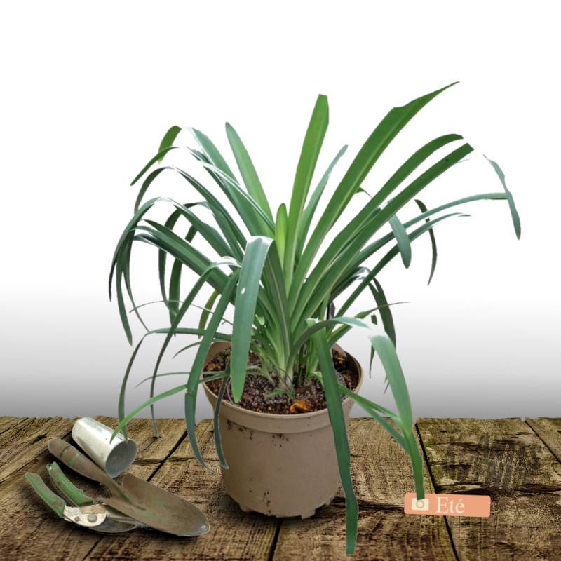Agapanthe Twister® 'AMBIC001' à fleurs Blanche/Bleue - feuillage Semi-Persistant - Pot de 7,5L - 40/60 cm - Image 3