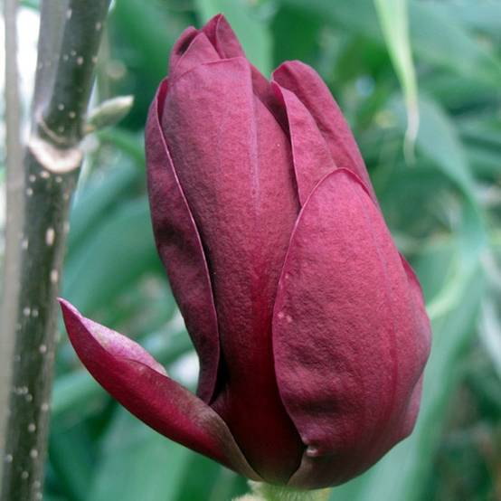 Promesse de Fleurs - Magnolia Genie Pot de 4L/5L - Image 1
