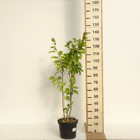Promesse de Fleurs - Magnolia Genie Pot de 4L/5L - Image 2