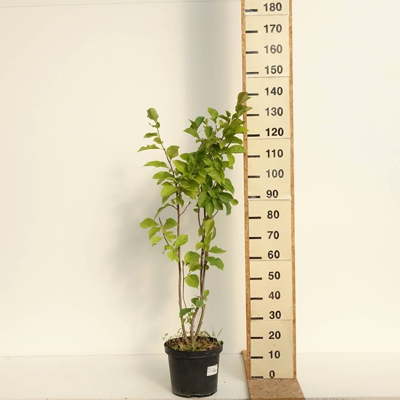 Promesse de Fleurs - Magnolia Genie Pot de 4L/5L - Image 2