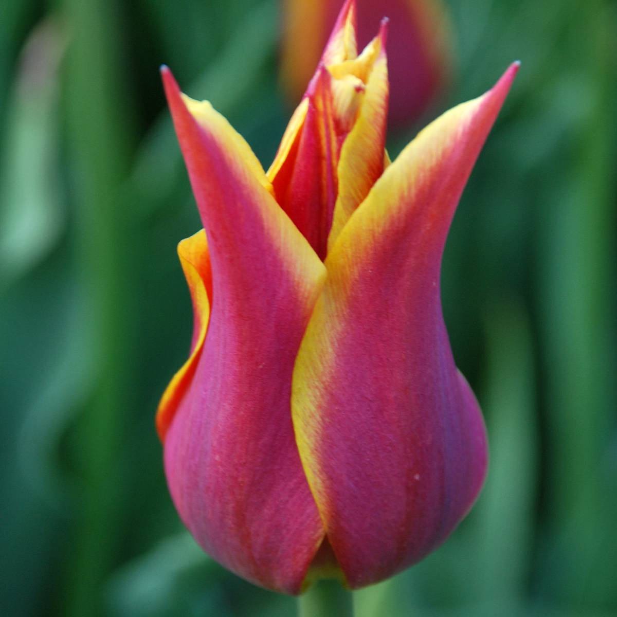 Promesse de Fleurs - Tulipe Fleur de Lis Sonnet Bulbe calibre 11+ (par 10)