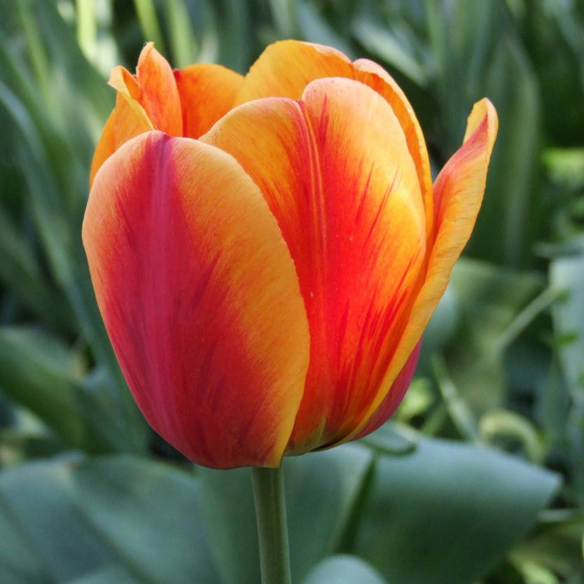 Promesse de Fleurs - Tulipe Darwin Apeldoorn's Elite Bulbe calibre 12+ (par 10)