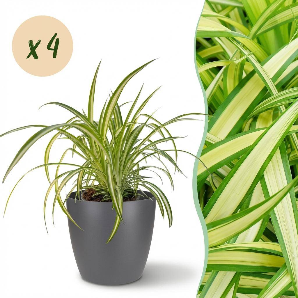 Chlorophytum Comosum Variegatum - H30cm - Image 1