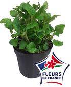 Melisse citronnelle pot 14 cm