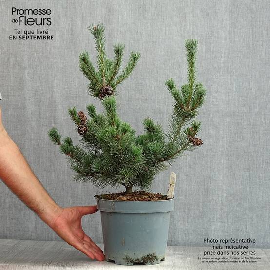 Pinus parviflora Glauca - Pin blanc du Japon Pot de 4L/5L - Image 2