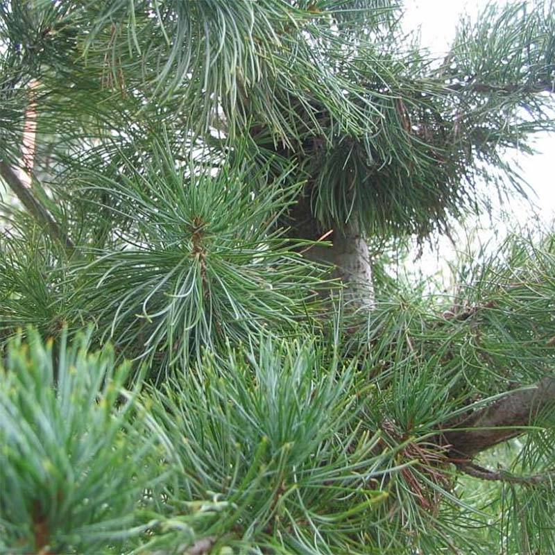 Pinus parviflora Glauca - Pin blanc du Japon Pot de 4L/5L - Image 1