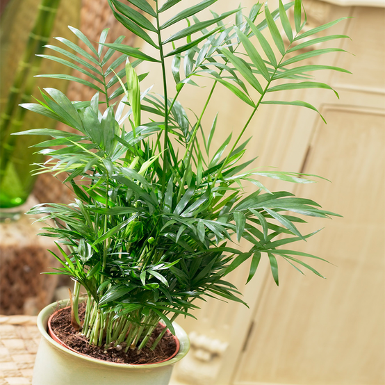 Gardenersdream - Chamaedorea Elegans – Palmier De Montagne Plante D'Intérieur En Pot De 13 Cm - GardenersDream - Image 1