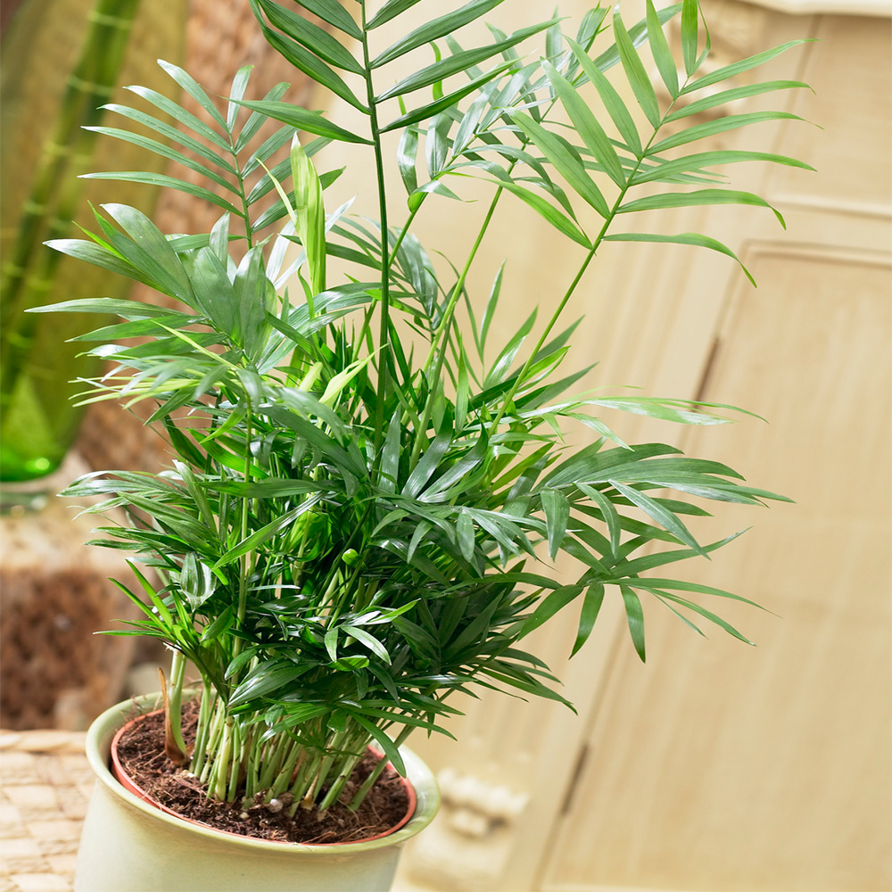 Gardenersdream - Chamaedorea Elegans – Palmier De Montagne Plante D'Intérieur En Pot De 13 Cm - GardenersDream - Image 1