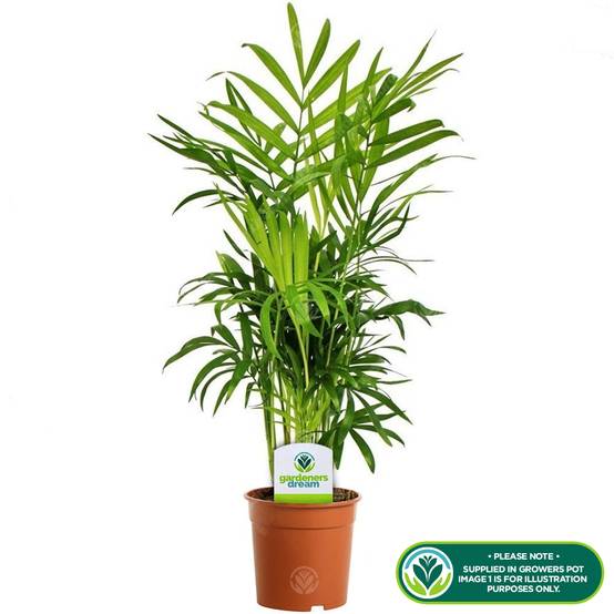 Gardenersdream - Chamaedorea Elegans – Palmier De Montagne Plante D'Intérieur En Pot De 13 Cm - GardenersDream - Image 2