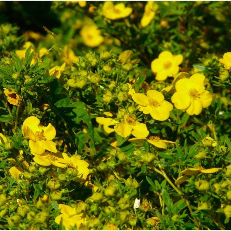 Potentille arbustive (Potentilla fruticosa) - Godet - Taille 10/15cm - Pépinières Naudet - Image 1