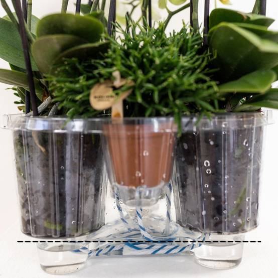 La Green Touch - Bouquet d'orchidées blanches en panier avec réservoir d'eau 55cm - Plante d'intérieur- La Green Touch - Image 6