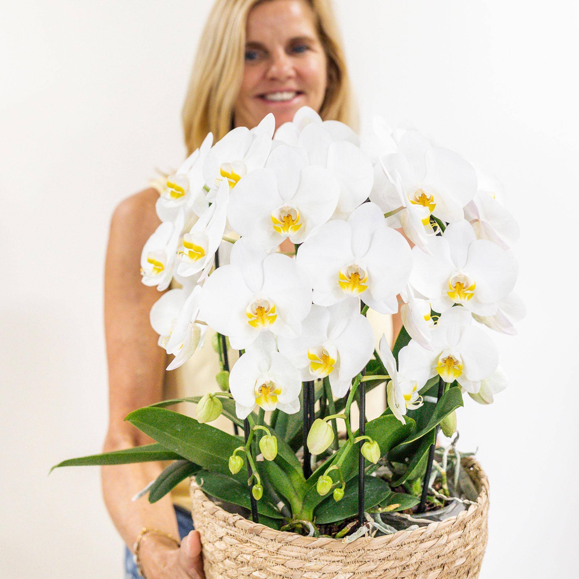 La Green Touch - Bouquet d'orchidées blanches en panier avec réservoir d'eau 55cm - Plante d'intérieur- La Green Touch - Image 3