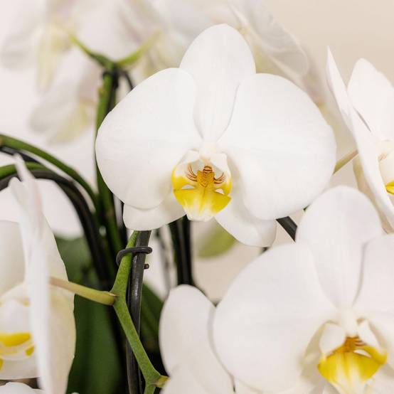 La Green Touch - Bouquet d'orchidées blanches en panier avec réservoir d'eau 55cm - Plante d'intérieur- La Green Touch - Image 4