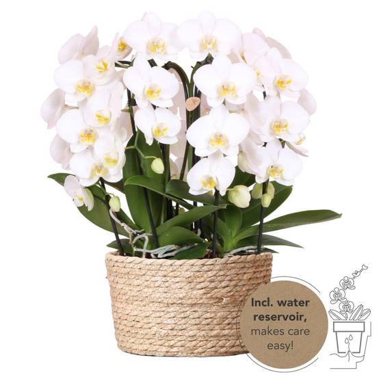 La Green Touch - Bouquet d'orchidées blanches en panier avec réservoir d'eau 55cm - Plante d'intérieur- La Green Touch - Image 1