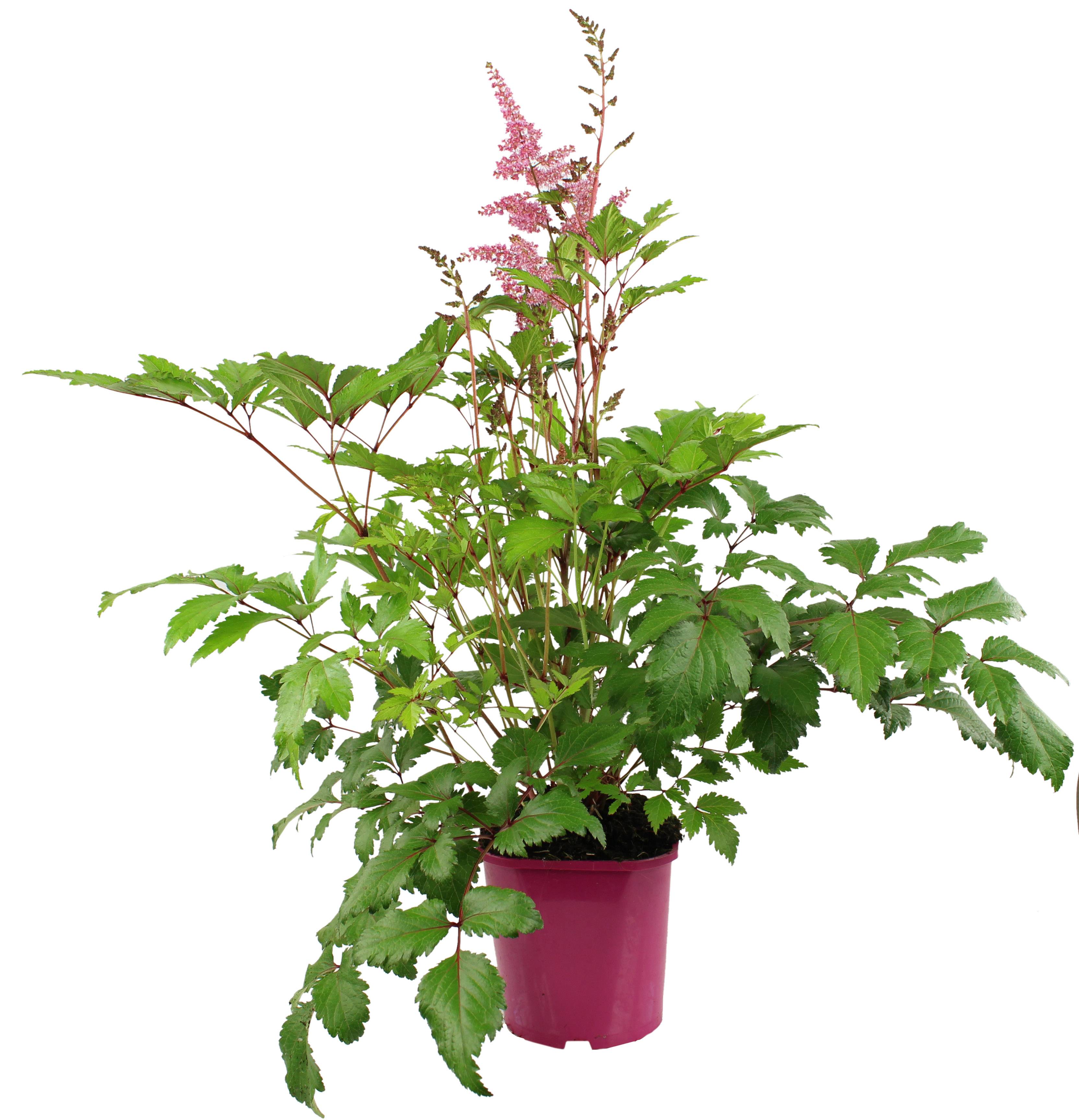 Astilbe  pot 2 l rose