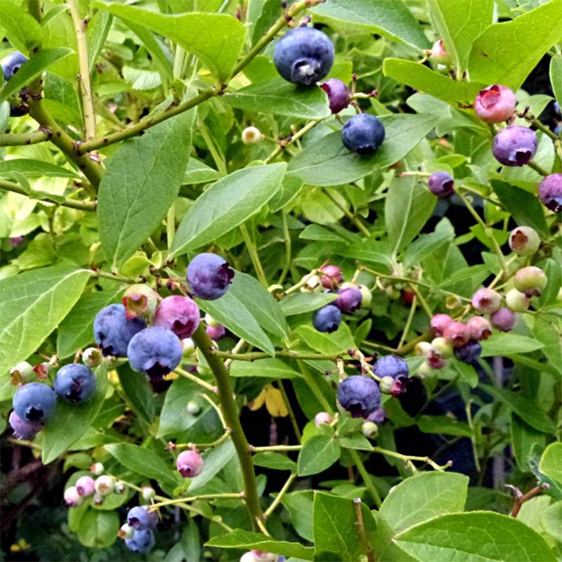 Promesse de Fleurs - Myrtille Goldtraube - Vaccinium corymbosum Pot de 7,5L/10L, Buisson