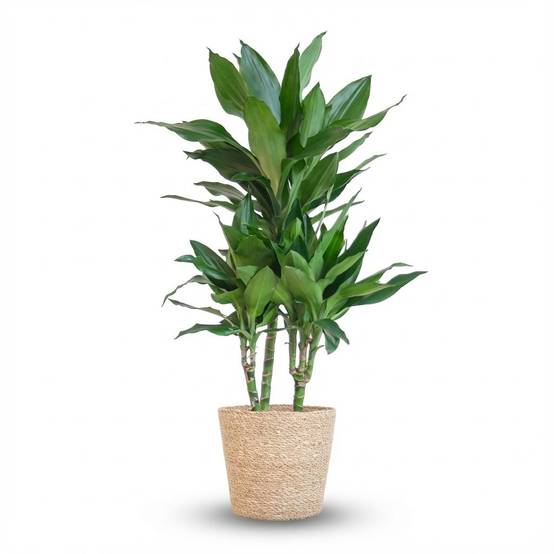Dracaena Janet Lindt - Pot de 21cm - Hauteur 95cm - Panier - Plantes d'intérieur - Image 1