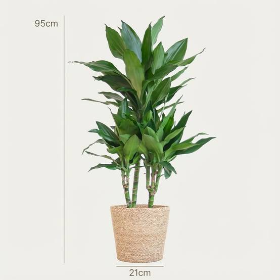 Dracaena Janet Lindt - Pot de 21cm - Hauteur 95cm - Panier - Plantes d'intérieur - Image 4