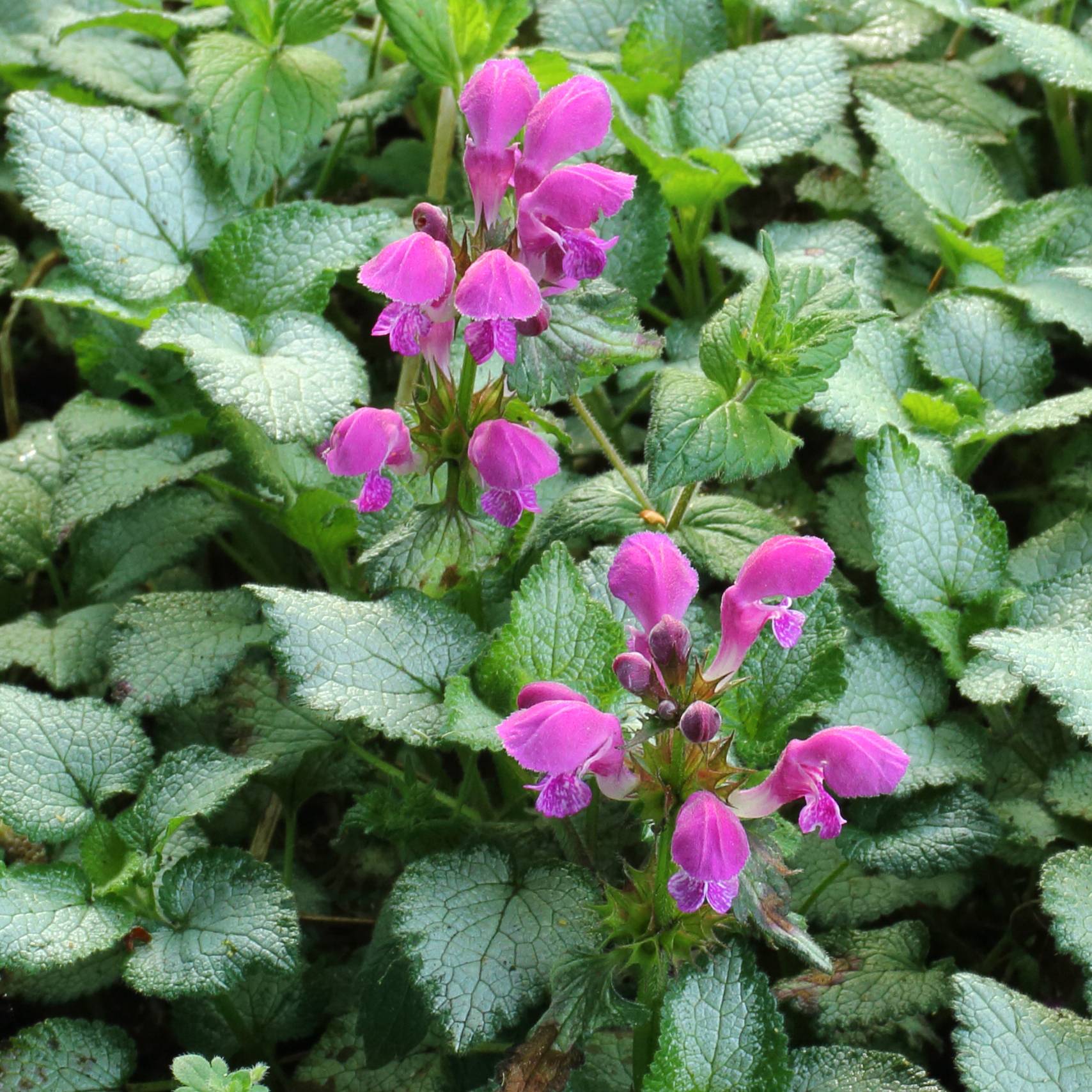 Promesse de Fleurs - Lamium maculatum Beacon Silver - Lamier argenté rose magenta Godet de 8/9 cm